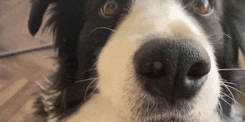 пёс!